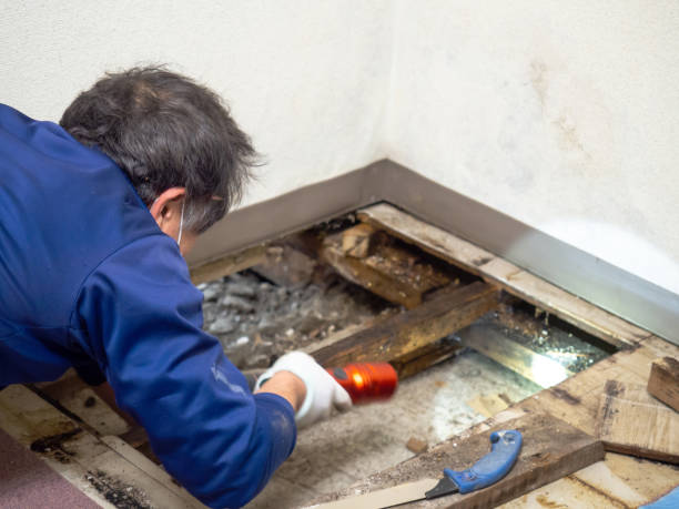 Best Mold Testing  in Seyur, MO