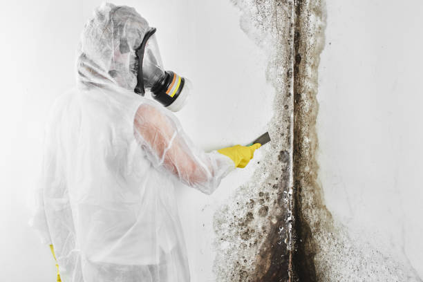Best Residential Mold Removal  in Seyur, MO