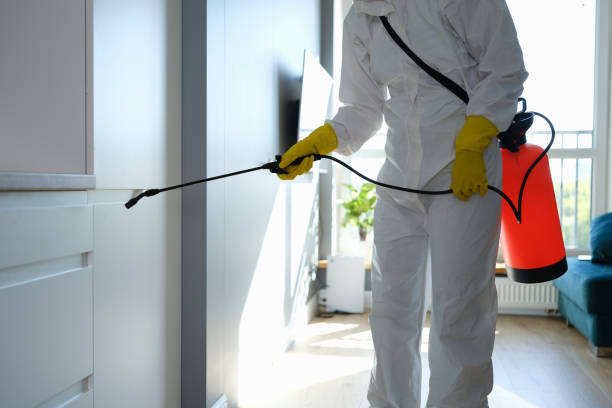 Best Office Mold Removal Services  in Seyur, MO