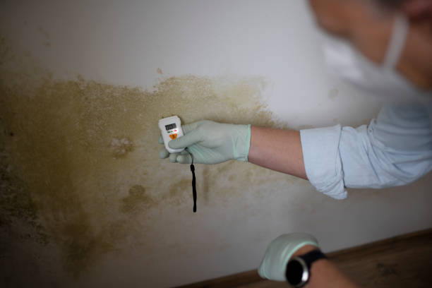 Best Black Mold Removal  in Seyur, MO