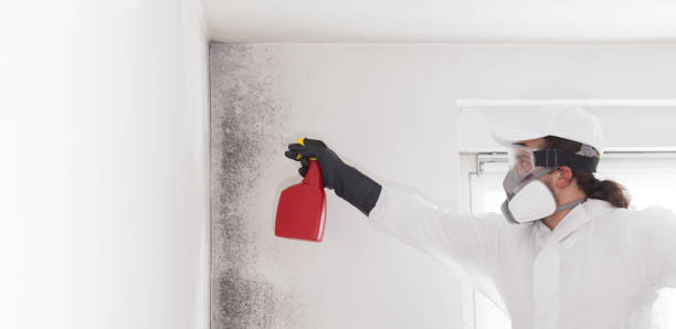 Best Certified Mold Removal  in Seyur, MO