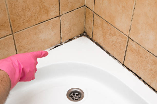 Best Mold Damage Repair  in Seyur, MO